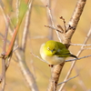 庭に来る鳥