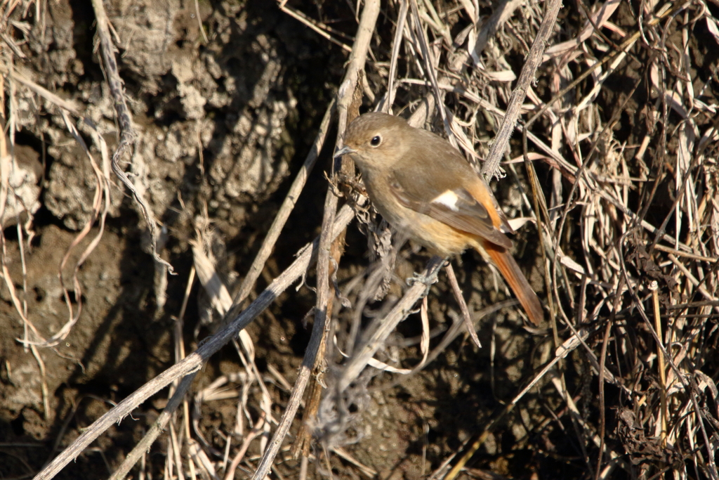 干拓堤防の鳥たち