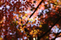 金立山紅葉