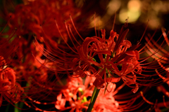 彼岸花