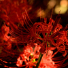 彼岸花