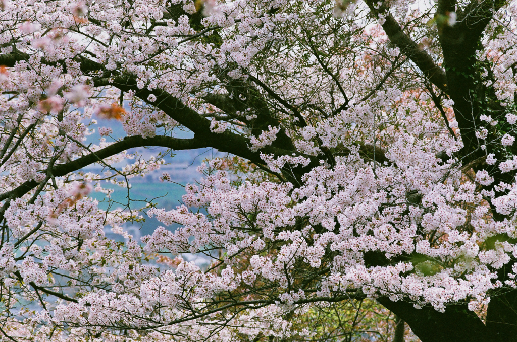 桜