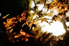 犬と散歩その道すがら