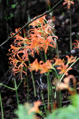 八幡岳のオオキツネノカミソリ