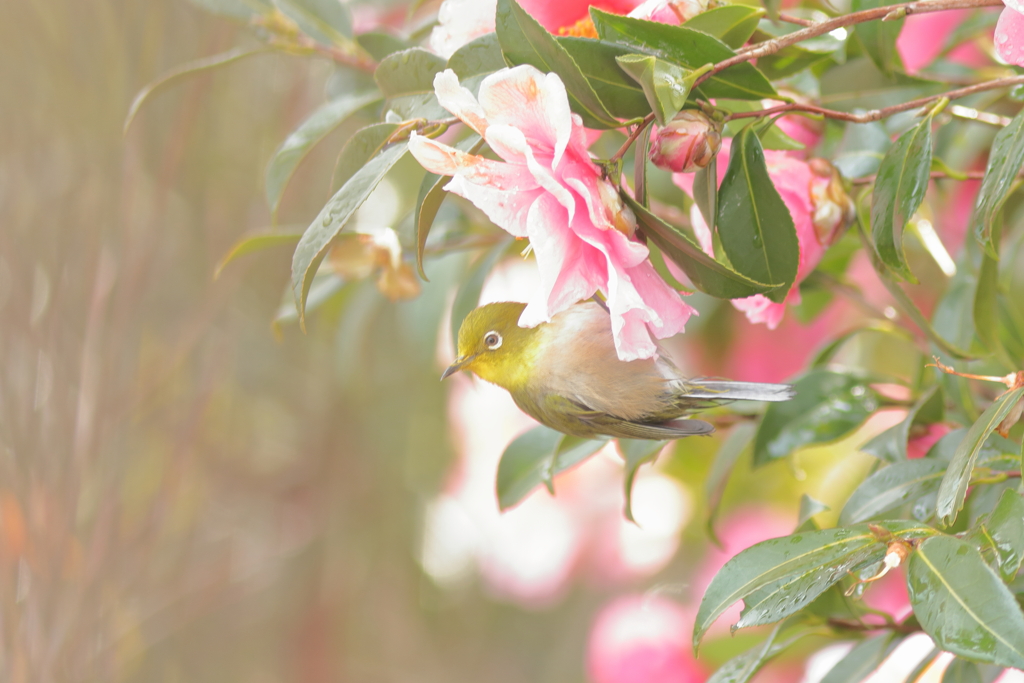 庭に来る鳥