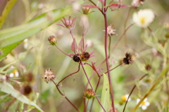 犬と散歩その道すがら