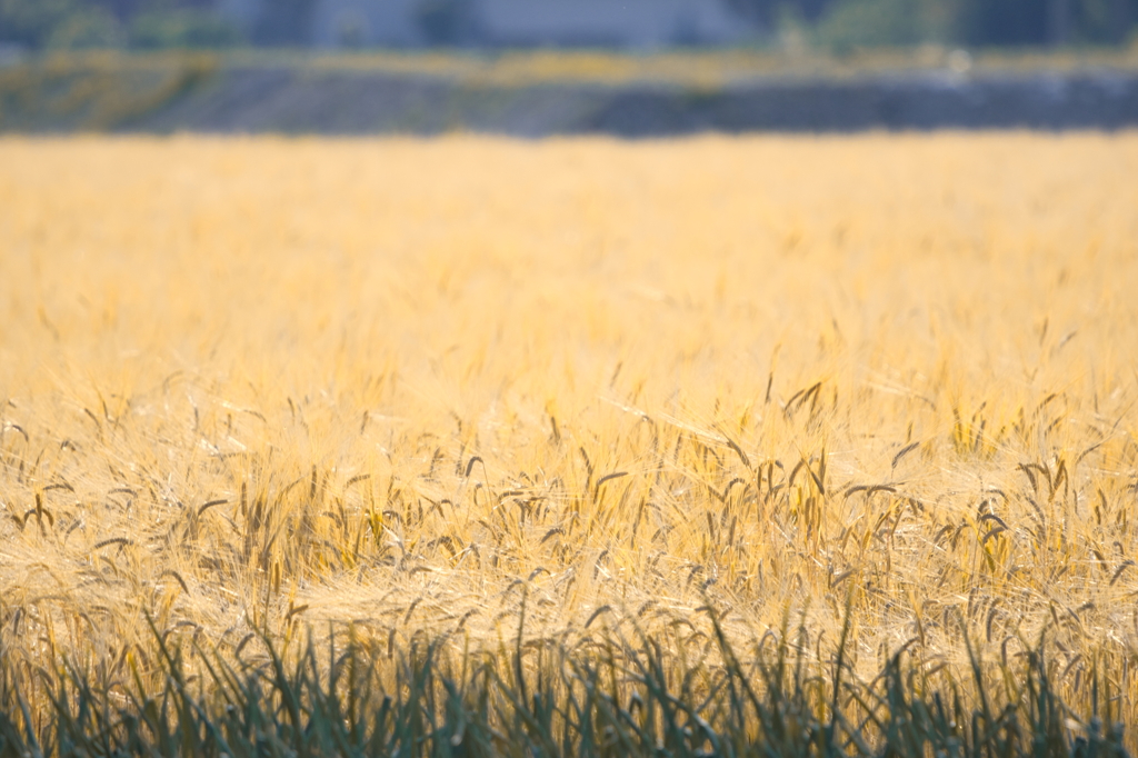 犬と散歩その道すがら