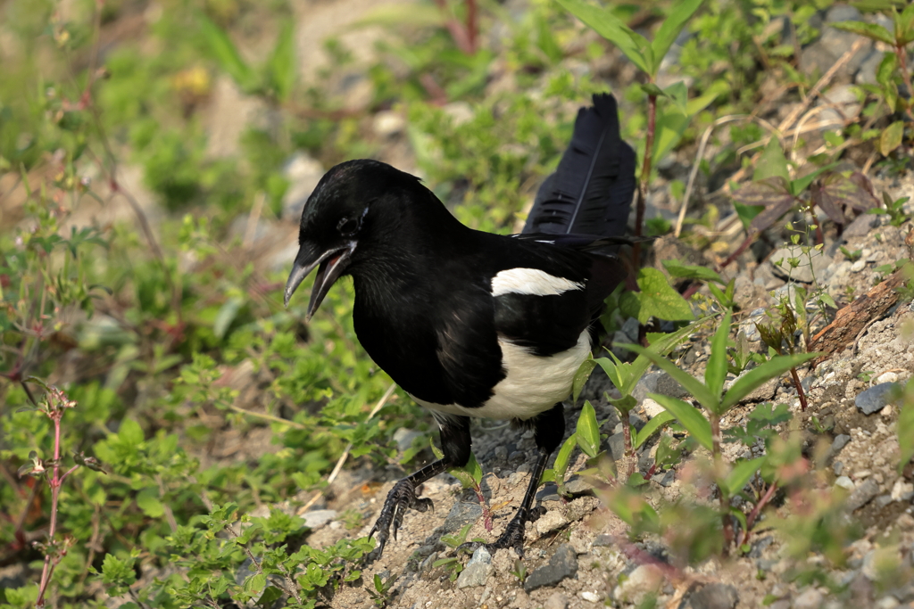 犬と散歩その道すがら