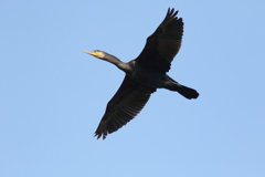 犬と散歩その道すがら