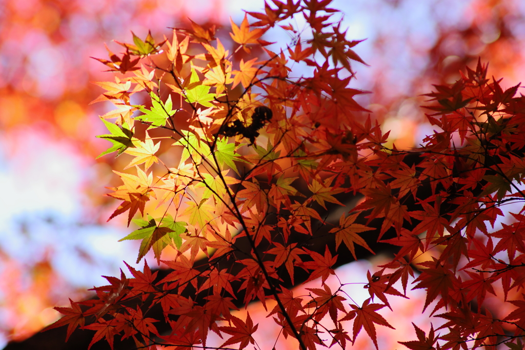 金立山紅葉