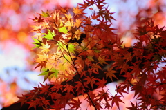 金立山紅葉