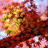 金立山紅葉