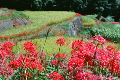 曼殊沙華