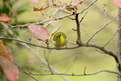 庭に来る鳥