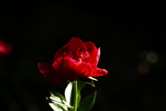 犬と散歩その道すがら