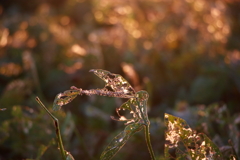 犬と散歩その道すがら