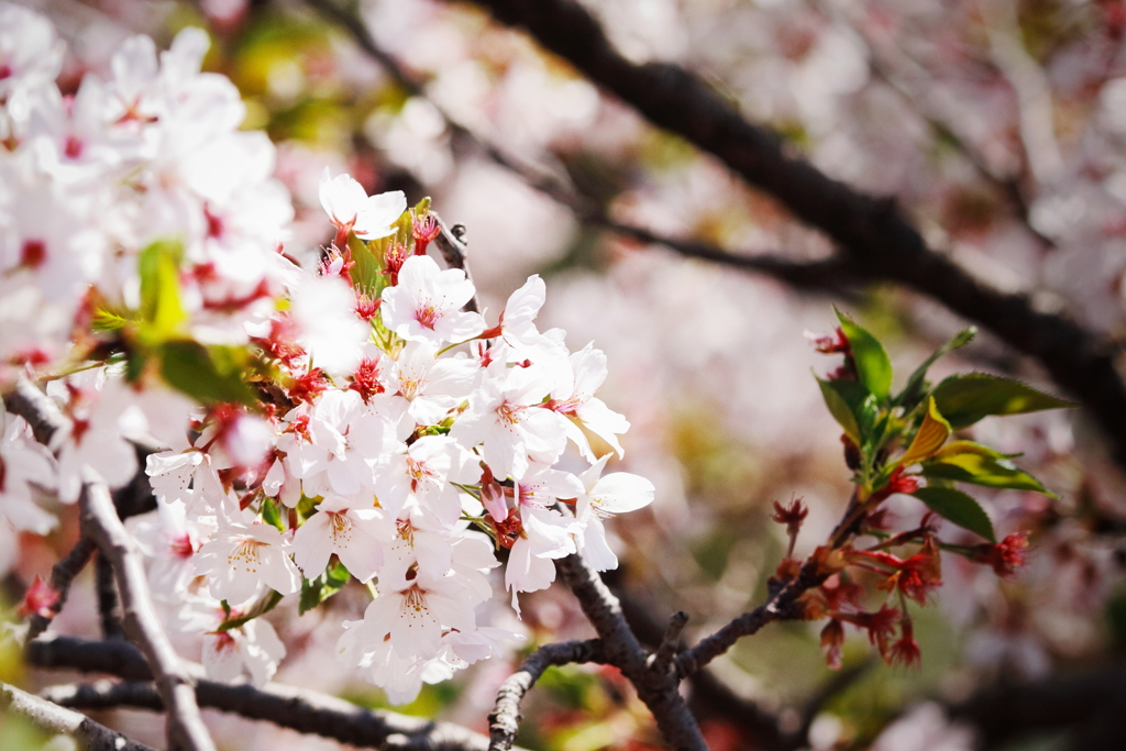 桜