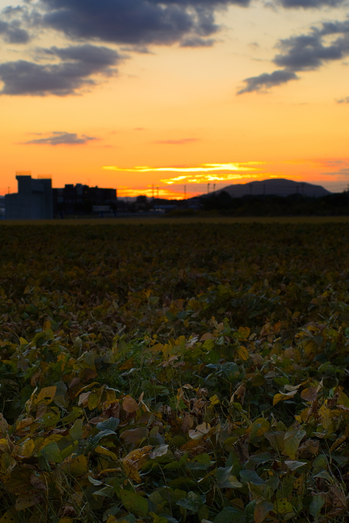 犬と散歩その道すがら