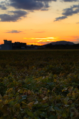 犬と散歩その道すがら