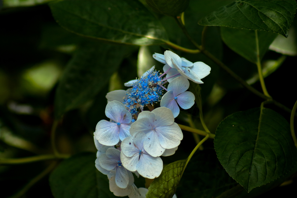 紫陽花