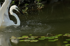 犬と散歩その道すがら