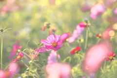 コスモス