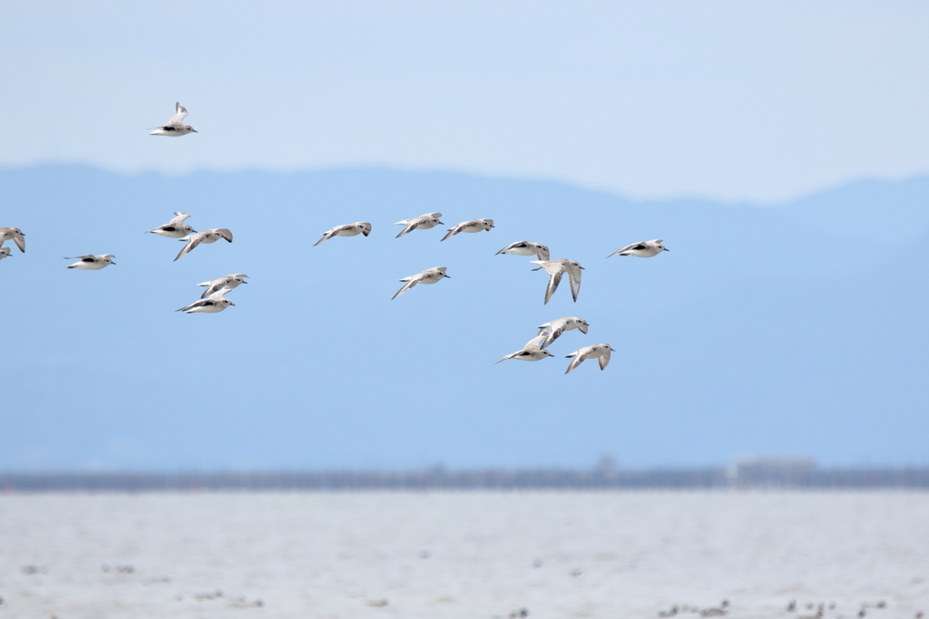 干拓堤防の鳥