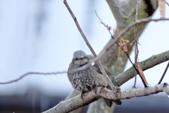 庭に来る鳥