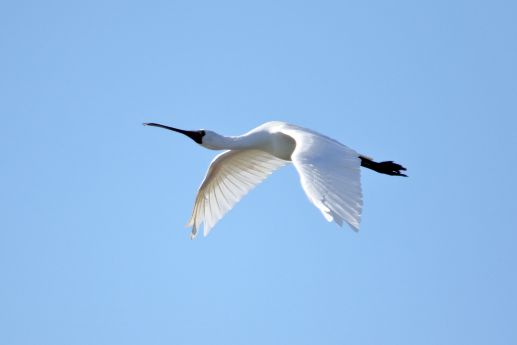 クロツラヘラサギ