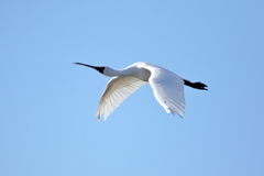 クロツラヘラサギ