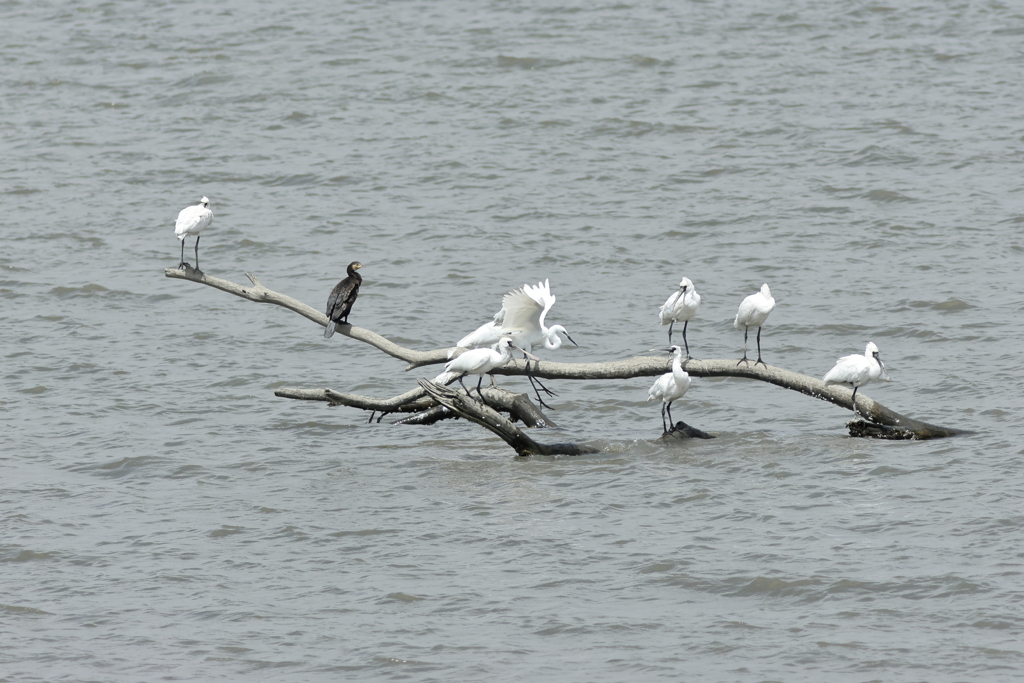 海岸堤防内と外