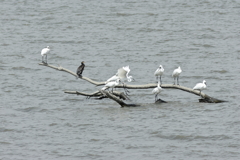 海岸堤防内と外