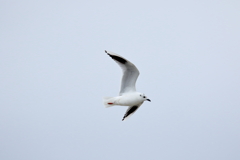 干拓堤防の鳥