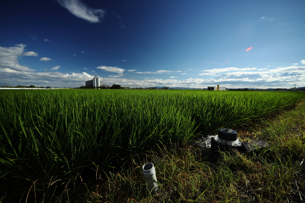 犬と散歩その道すがら