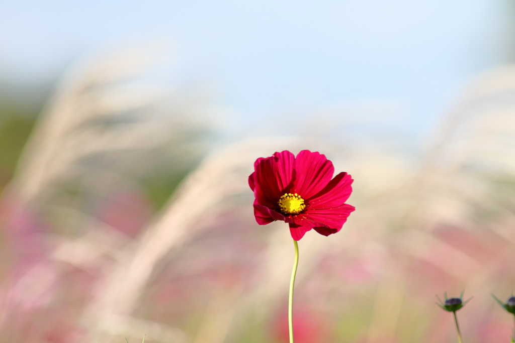 コスモス
