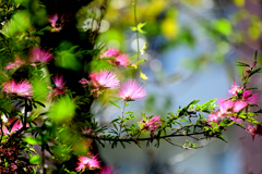 合歓の花