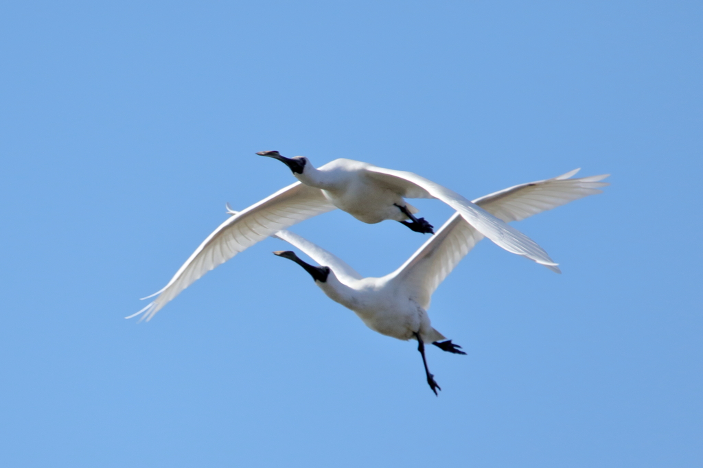 クロツラヘラサギ