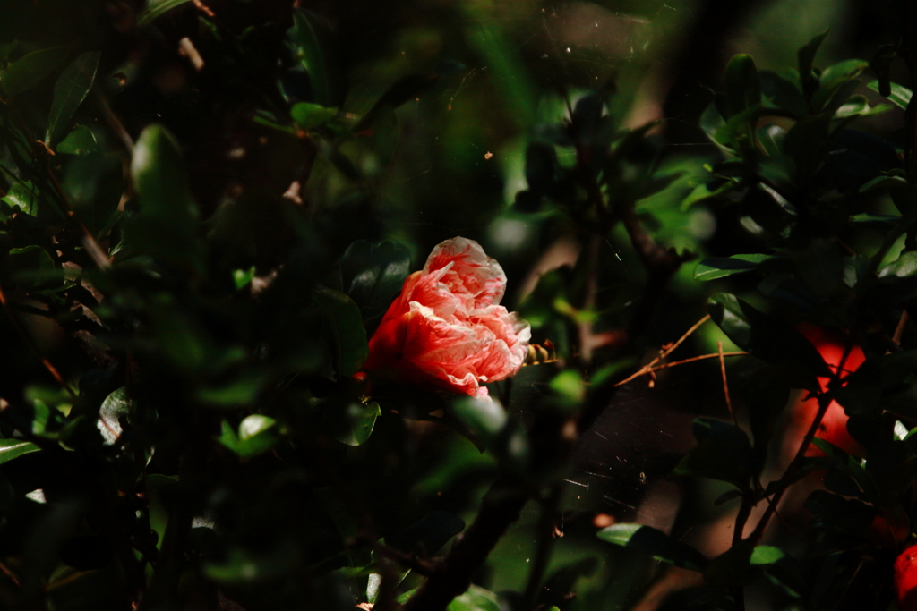花３種