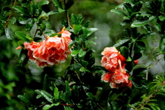 柘榴の花