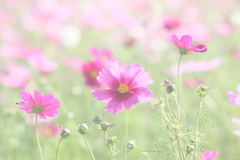 コスモス