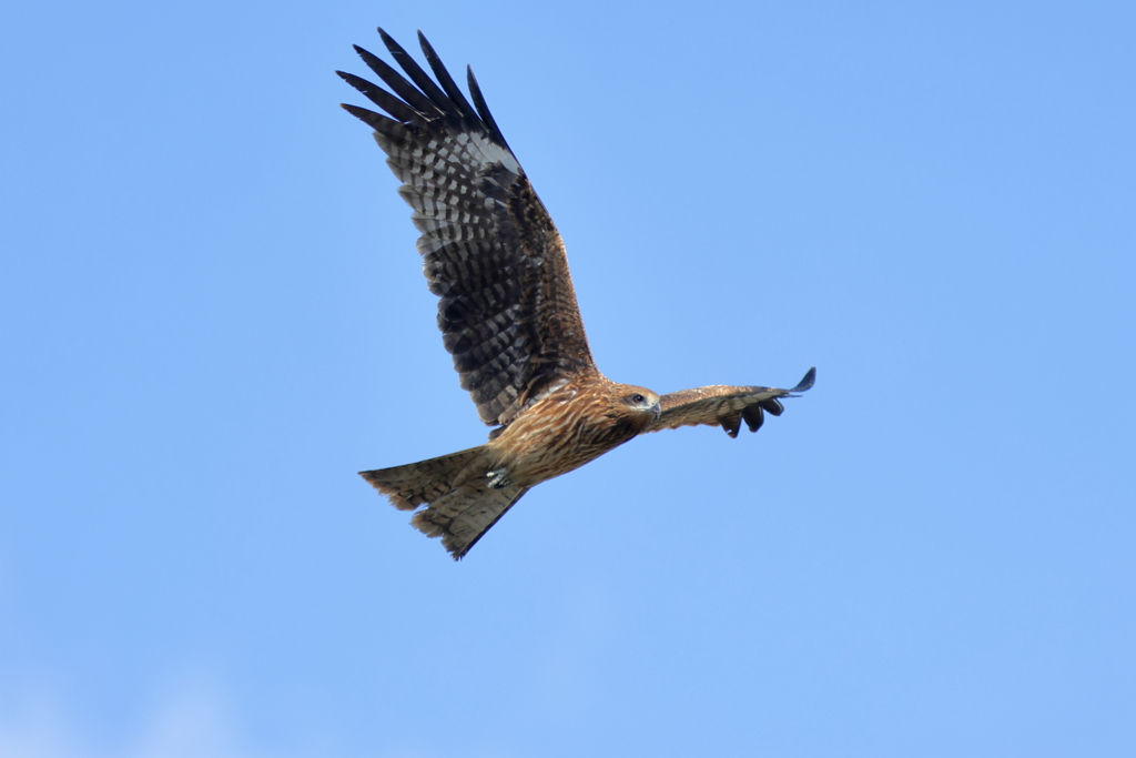 干拓堤防の鳥たち