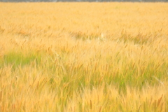 犬と散歩その道すがら