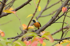 庭に来る鳥