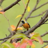 庭に来る鳥