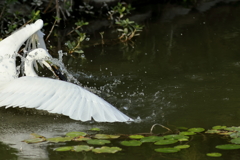 犬と散歩その道すがら