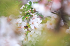 桜