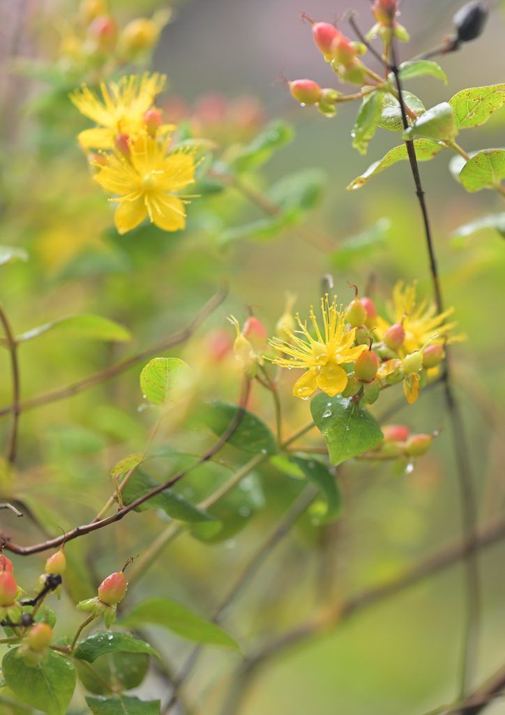 花木