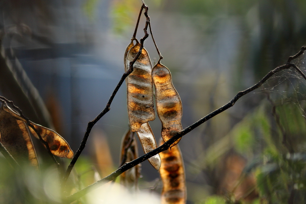 犬と散歩その道すがら