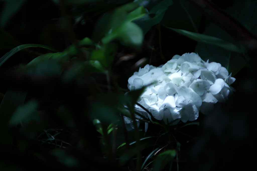 紫陽花