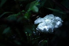 紫陽花